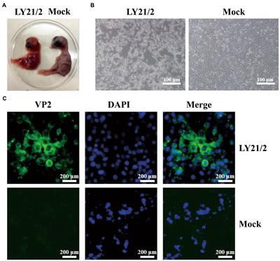 Characterization and pathogenicity of a novel variant infectious bursal disease virus in China